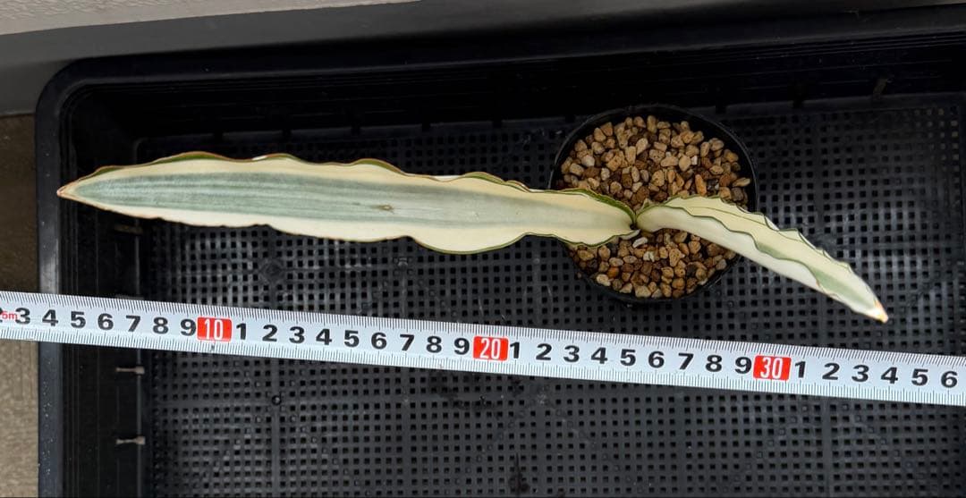 美株　希少　サンスベリアビューティークイーン　レア　鉢ごと　メルカリ便②