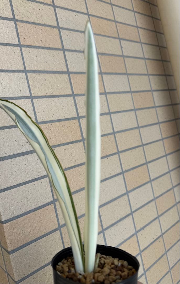 美株　希少　サンスベリアビューティークイーン　レア　鉢ごと　メルカリ便②