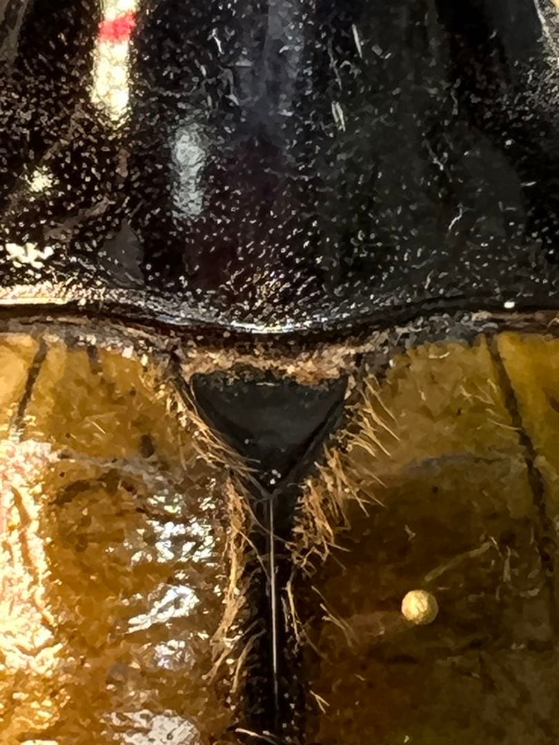 D*s様 D.hヘラクレス 大型 野外標本