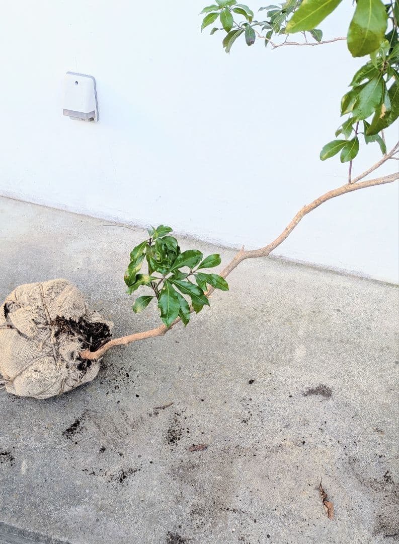 しなやかに。力強く。山採りアセビ。