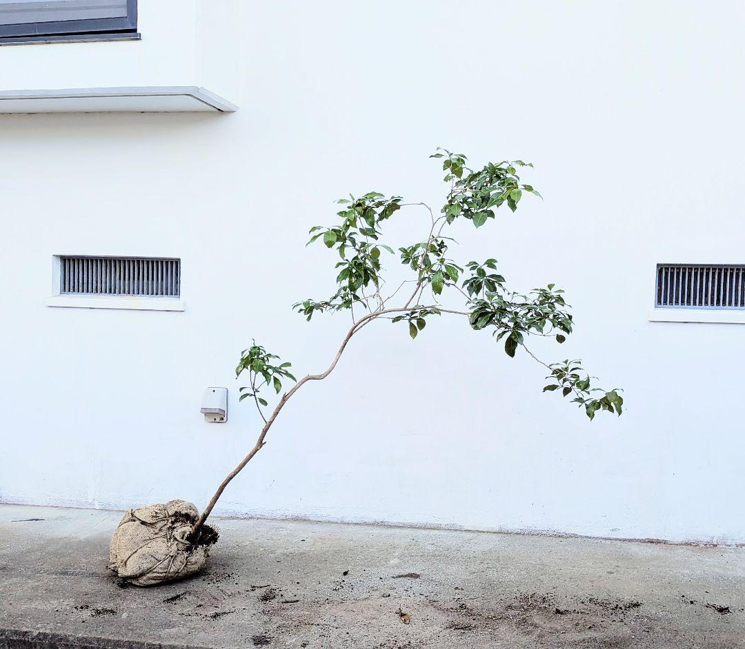 しなやかに。力強く。山採りアセビ。