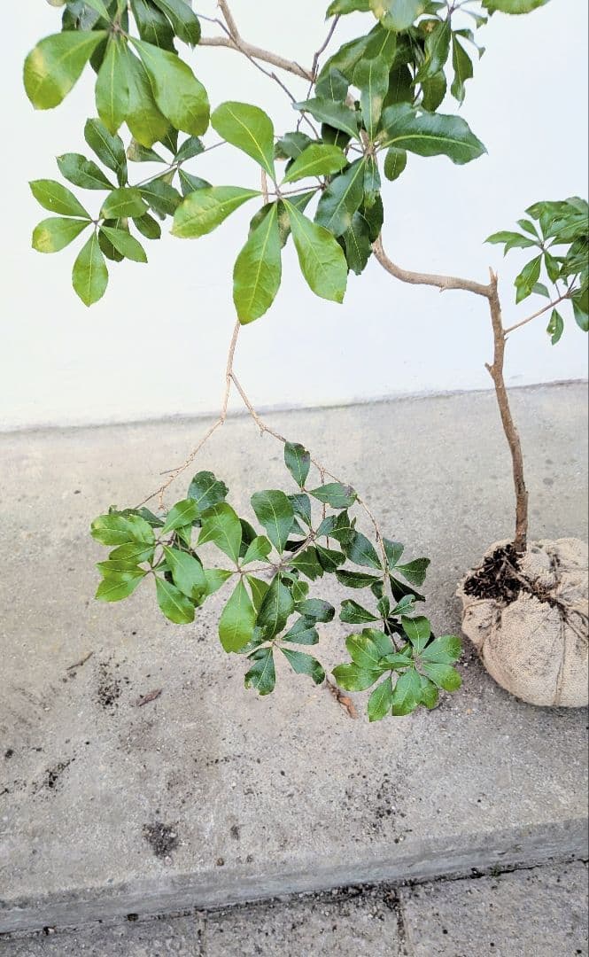 しなやかに。力強く。山採りアセビ。