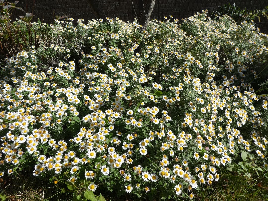 実写美⭕️【動作確認済】LUMIX DMC-TZ85　デジカメ　ブラック