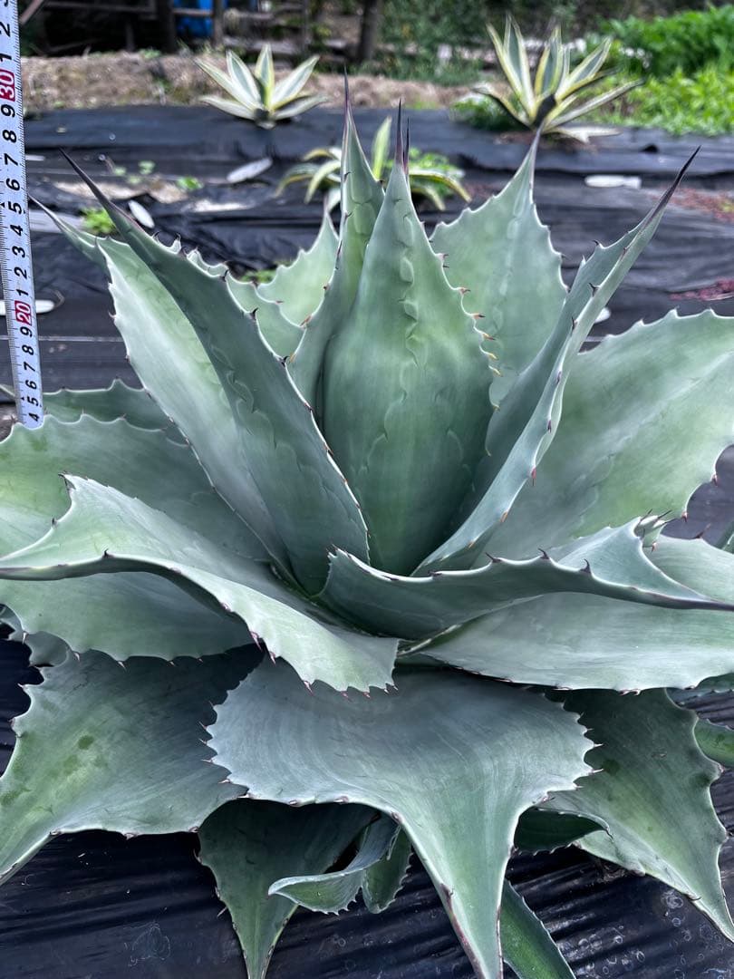 ま*し様 【大株 ︎】アガベ　オバティフォリア　フロスティブルー