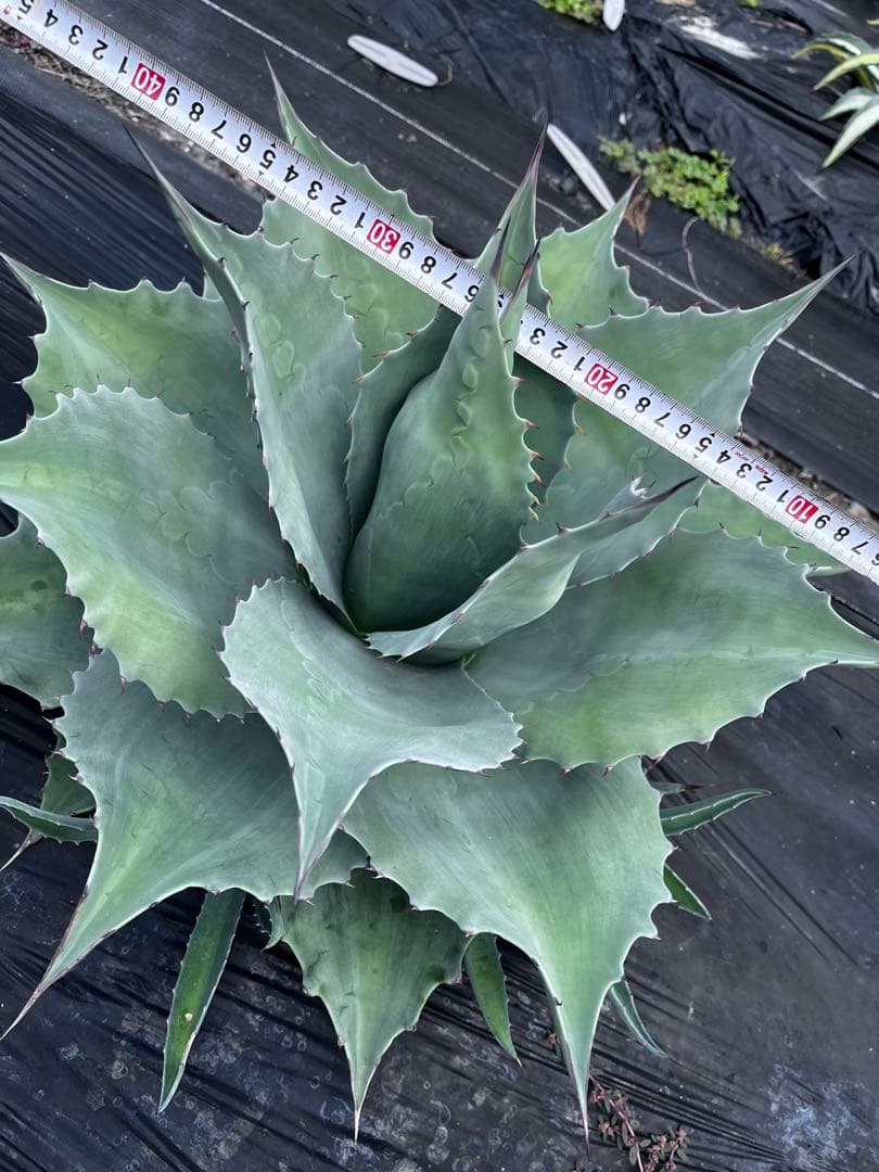 ま*し様 【大株 ︎】アガベ　オバティフォリア　フロスティブルー