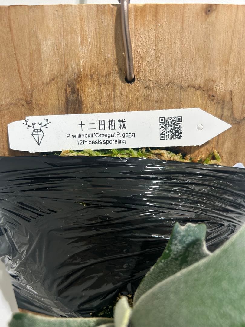 ビカクシダ P. willinckil'Omega P. gqgq