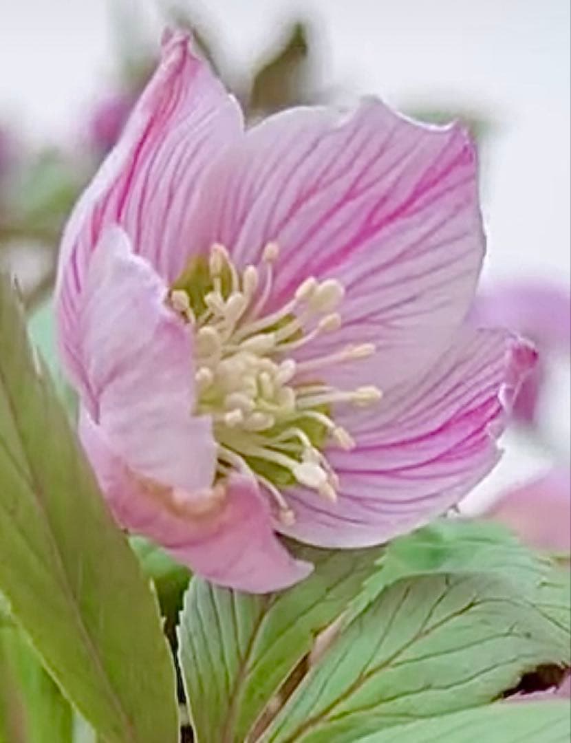 ★チベタヌス　2年、3年苗セットクリスマスローズ苗