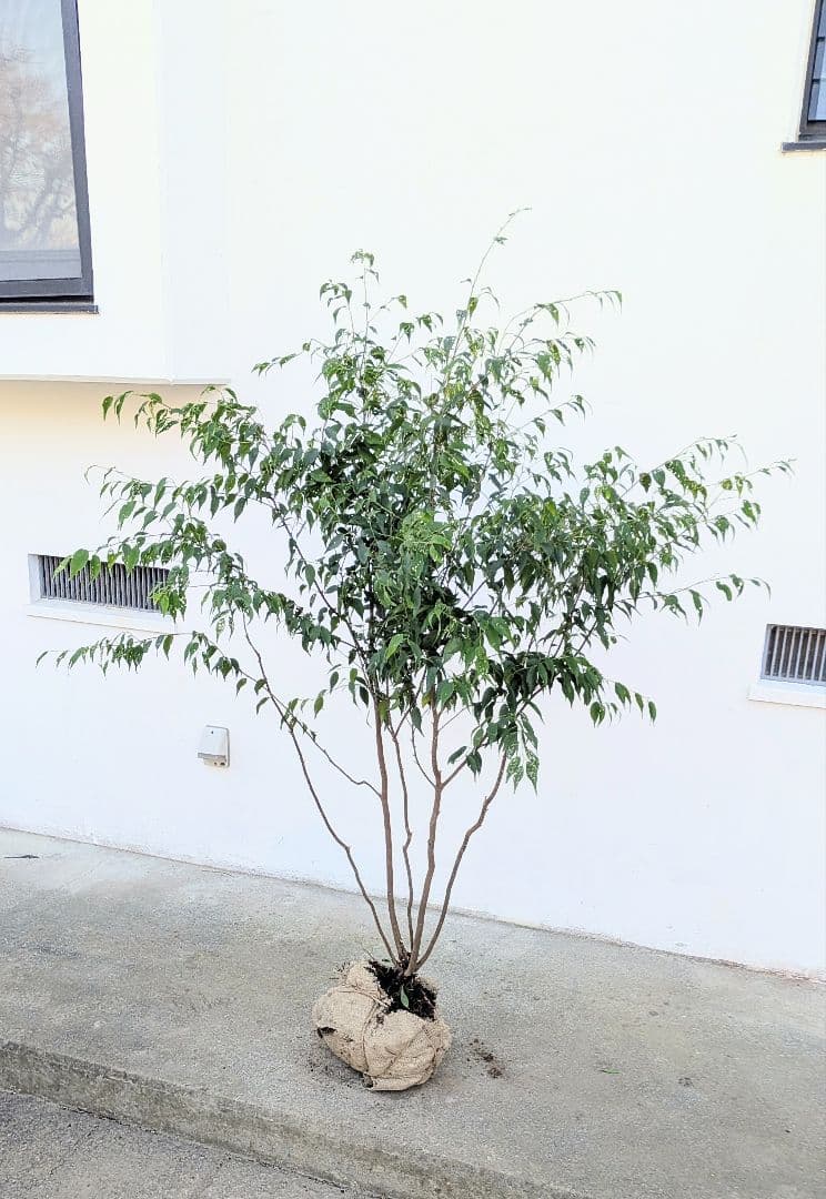 新春特価。山採りハイノキ。