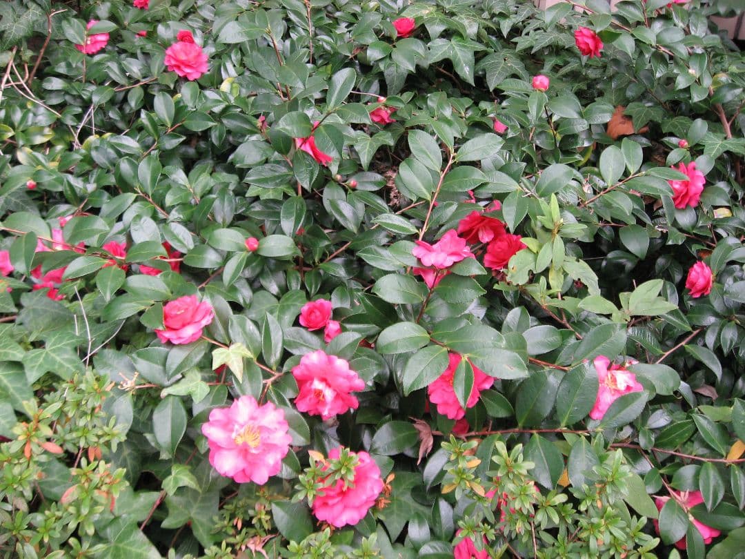 デジタルカメラ Canon PowerShot A540 6.0MP