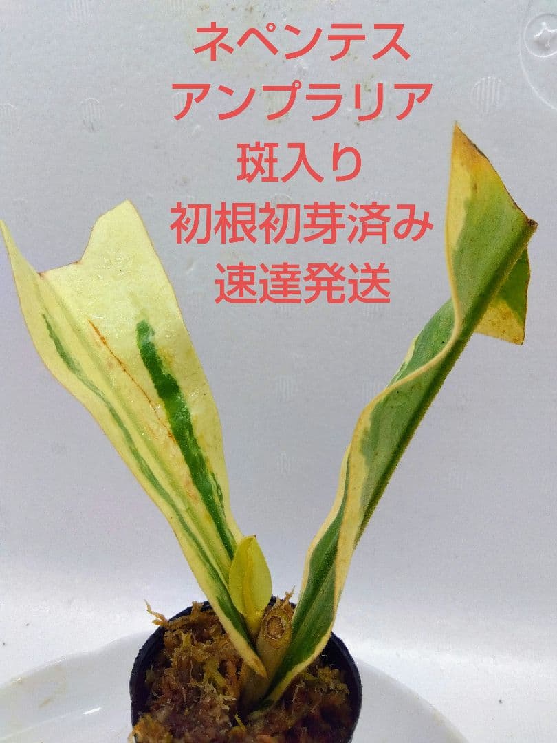 食虫植物　ネペンテス　アンプラリア　斑入り　初根　初芽済み