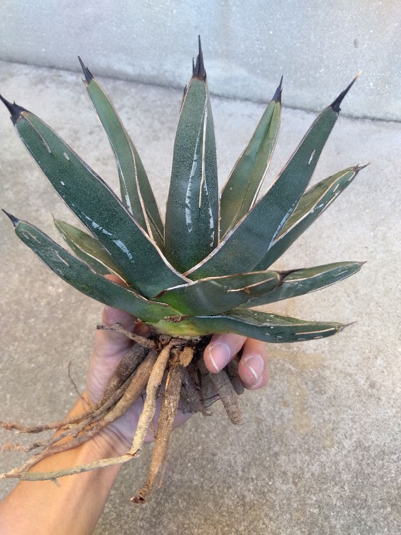 アガベ　笹吹雪　ニッケルシー　20センチ❗子株つき❗