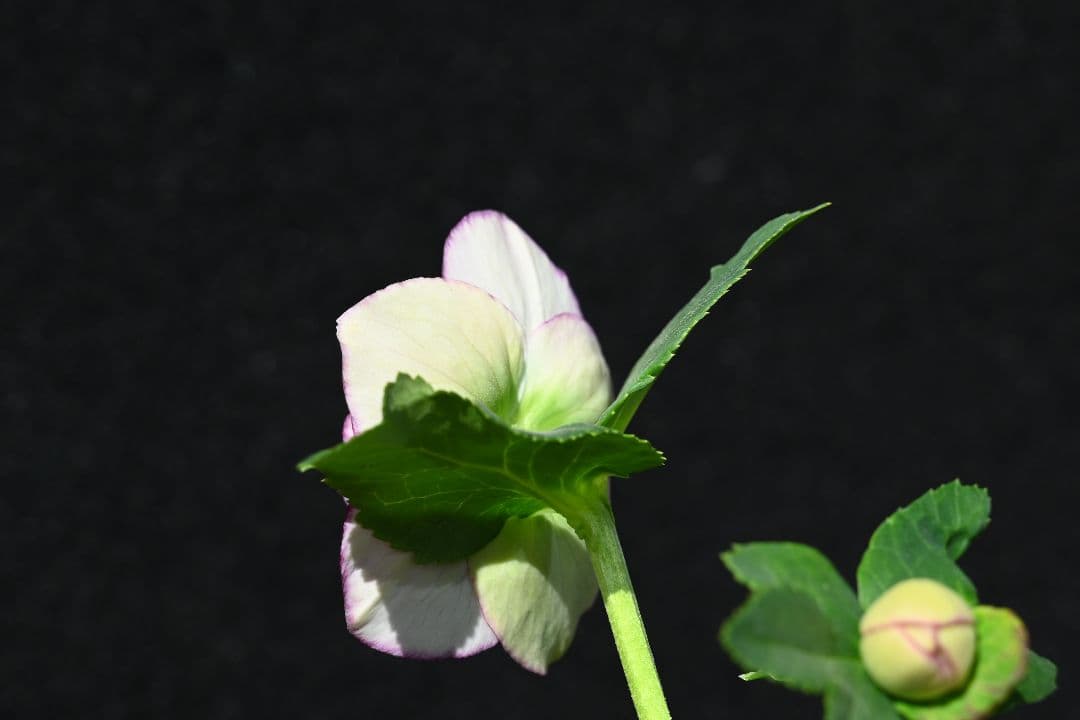 クリスマスローズ　認定モーリー　加藤農園