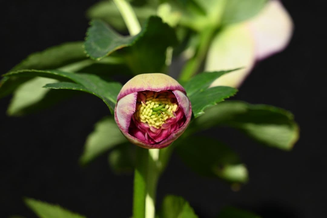 クリスマスローズ　認定モーリー　加藤農園