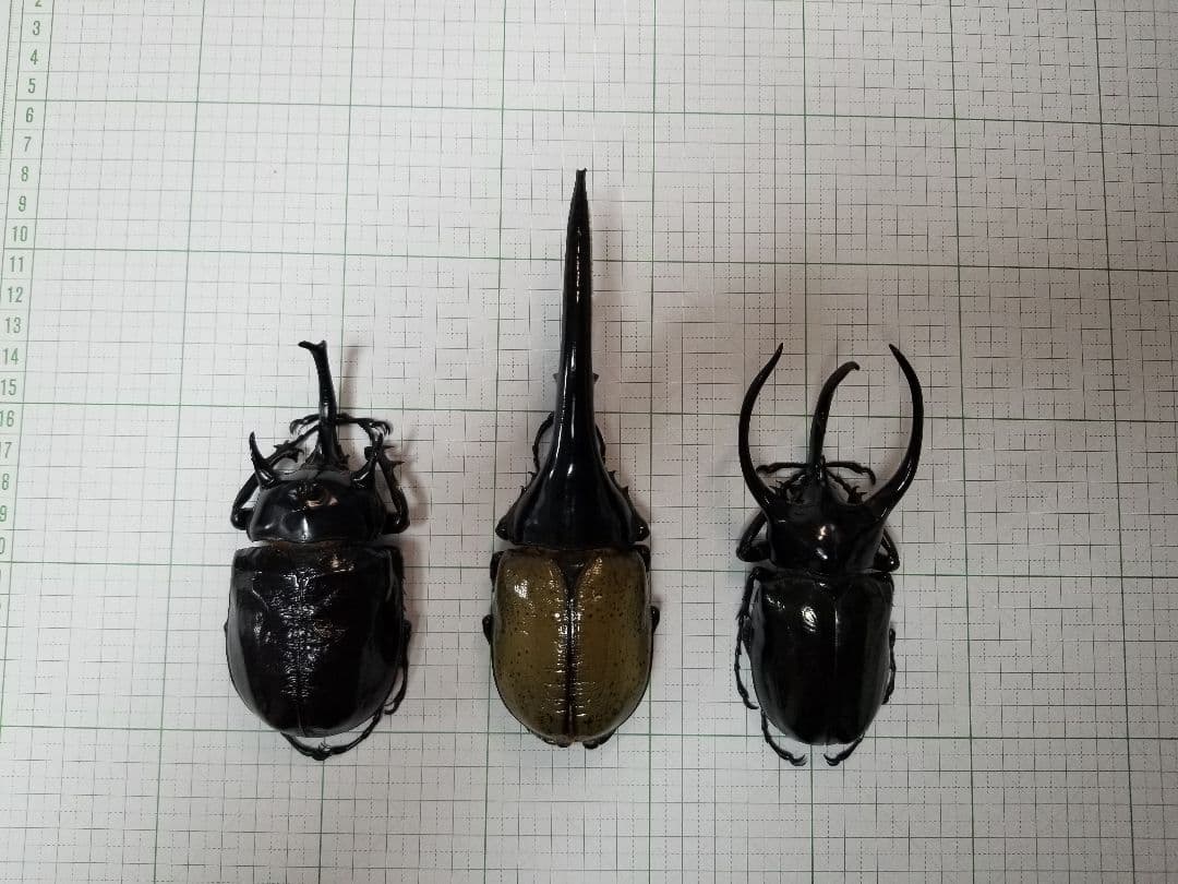 標本　ヘラクレス・ヘラクレス　大型169.3㎜