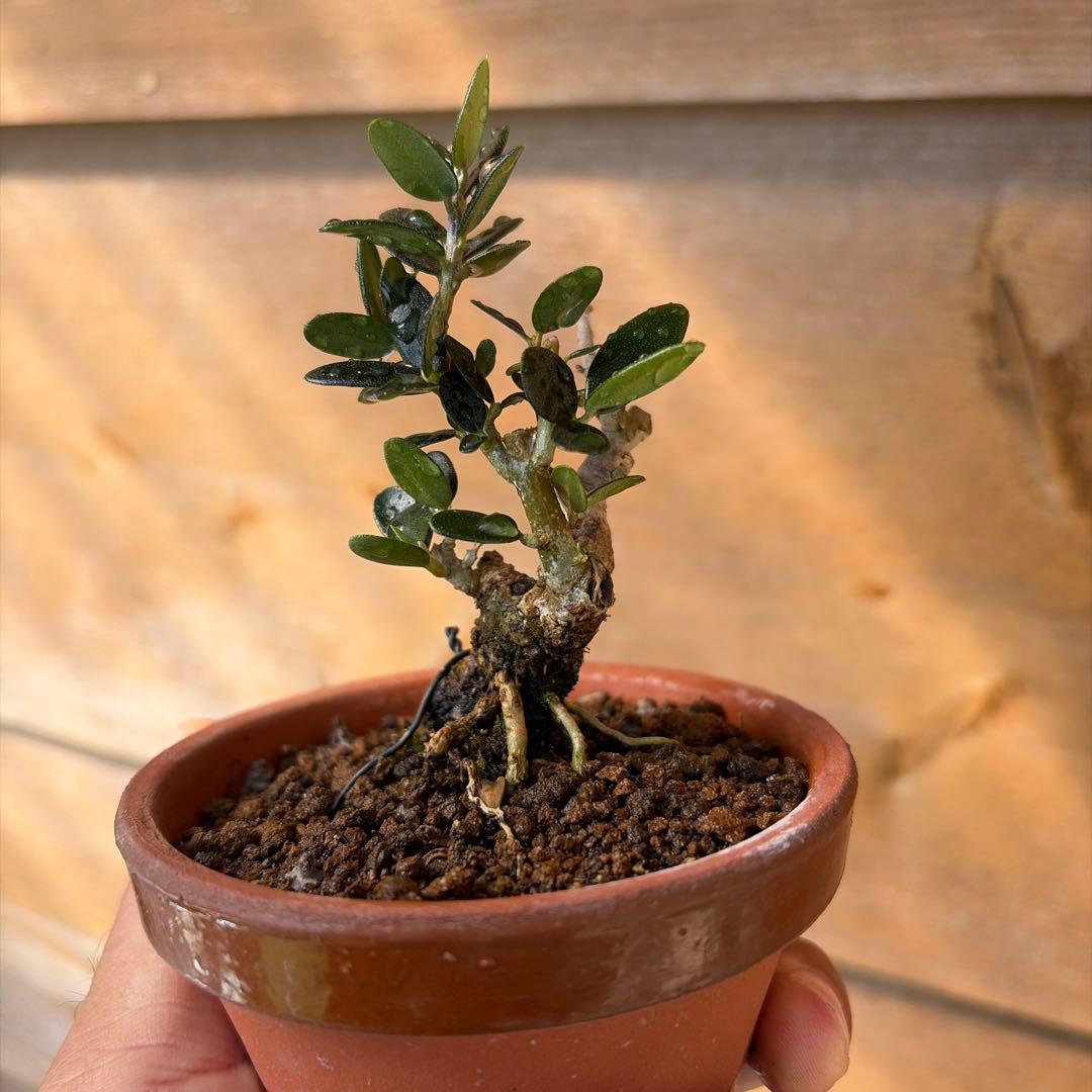 姫オリーブ小品盆栽1