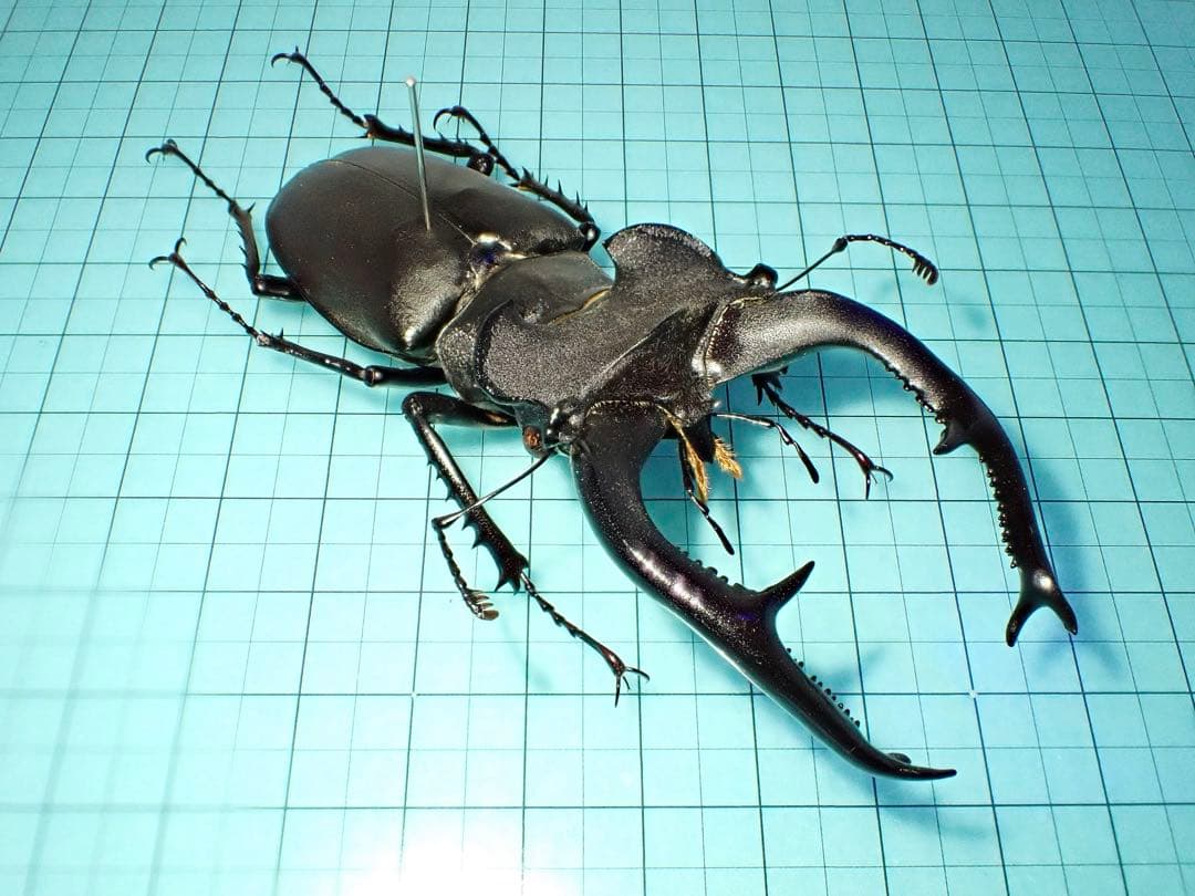 【標本】ユダイクスミヤマクワガタ　トルコ産　91.8ミリ　飼育品