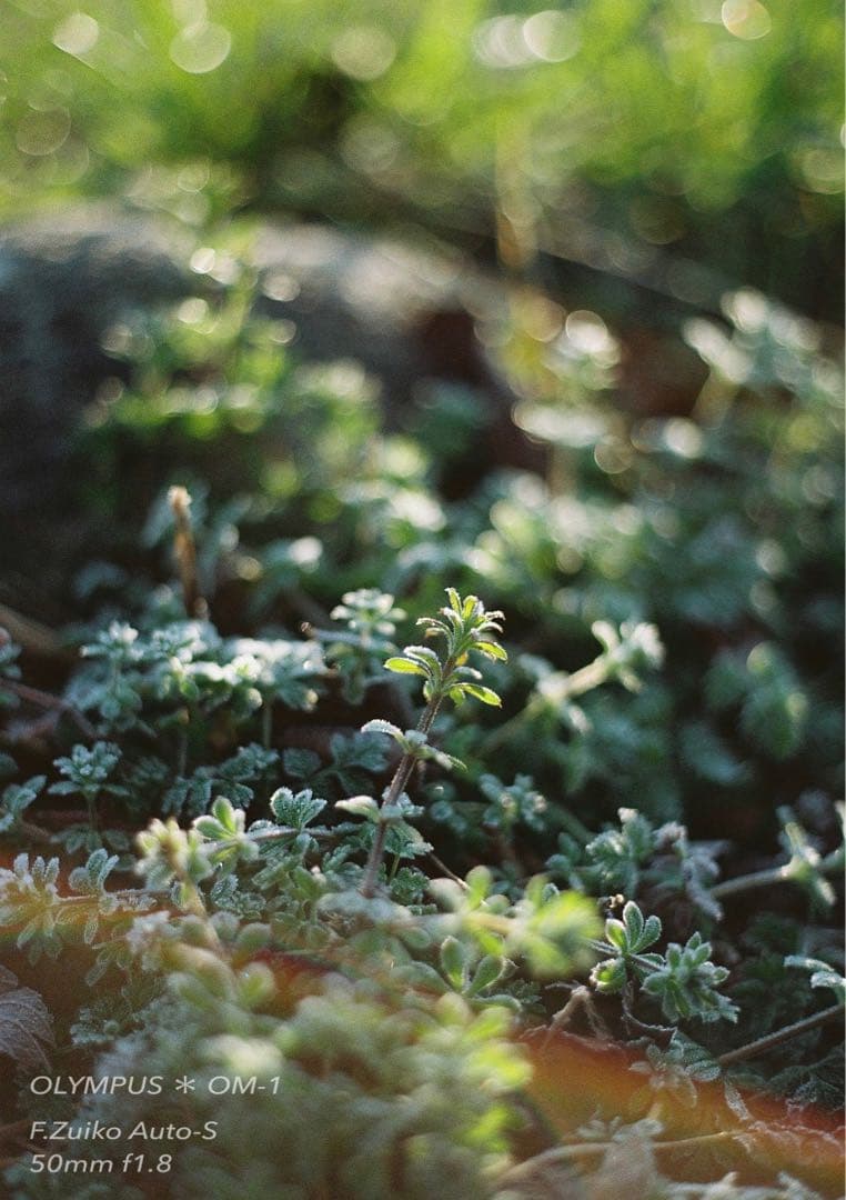 ギブリ！完動品＊初期保証！★オリンパスOM-1★フィルム入門に★作例多数