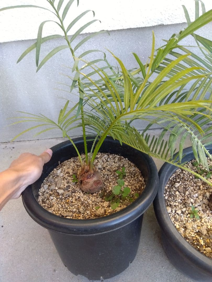 サイカス　タイシルバー　大株2株セット