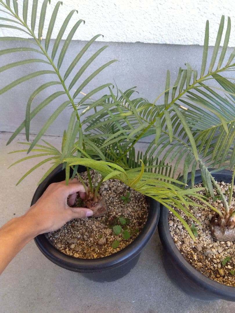 サイカス　タイシルバー　大株2株セット