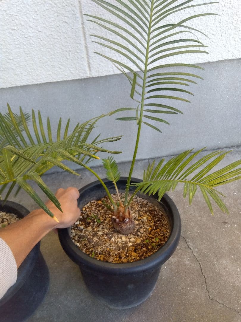 サイカス　タイシルバー　大株2株セット