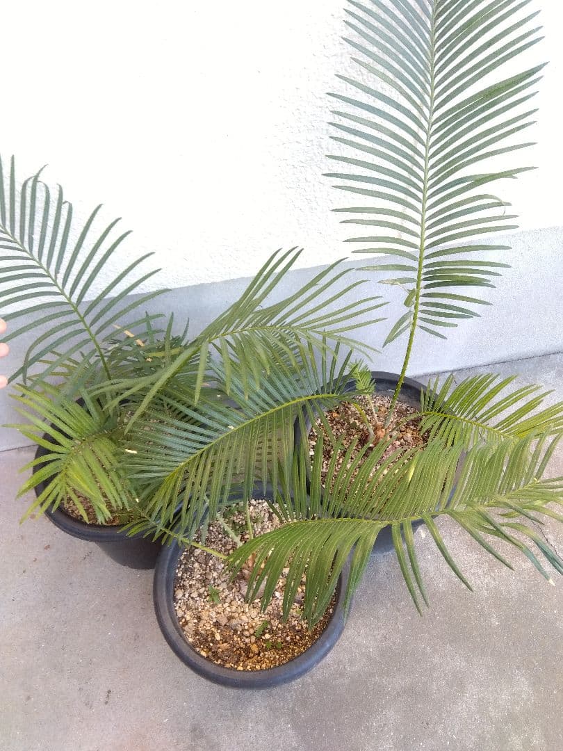 サイカス　タイシルバー　大株2株セット