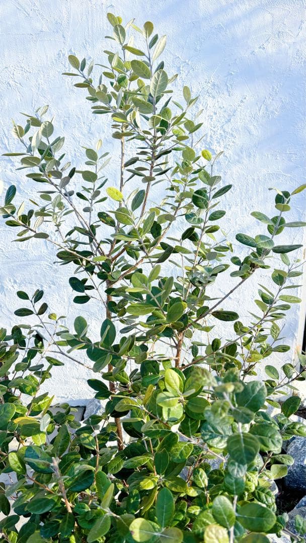 超逸品。フェイジョア株立ち1.5M(鉢底から)品番A