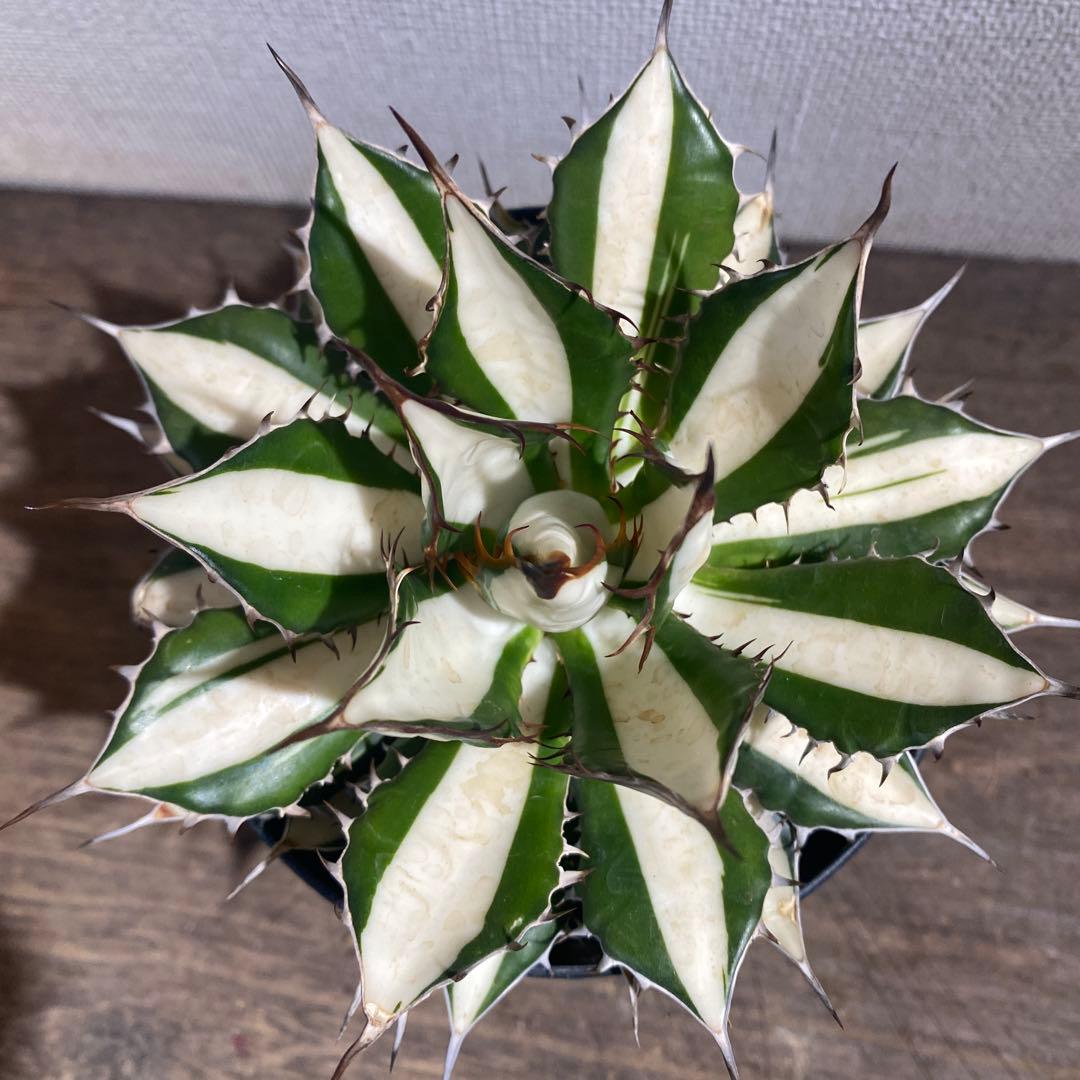 アガベ　ホリダ　白中斑　極上限定