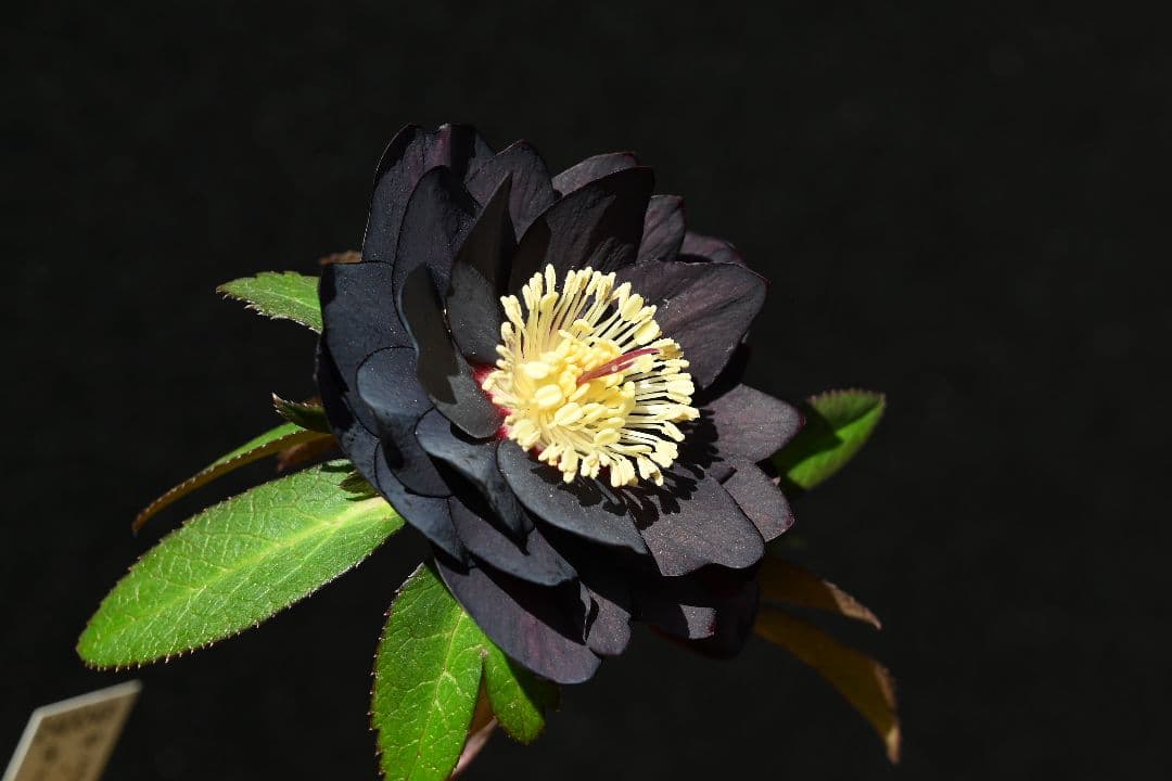 クリスマスローズ　認定ブラックゴールド　加藤農園