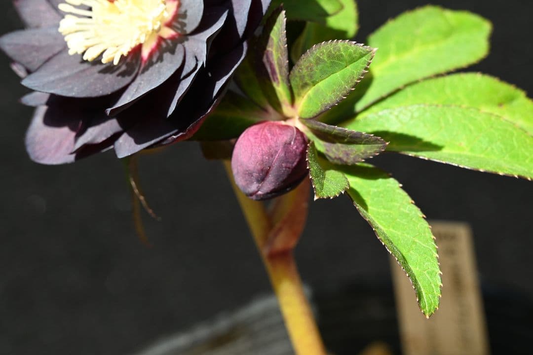 クリスマスローズ　認定ブラックゴールド　加藤農園