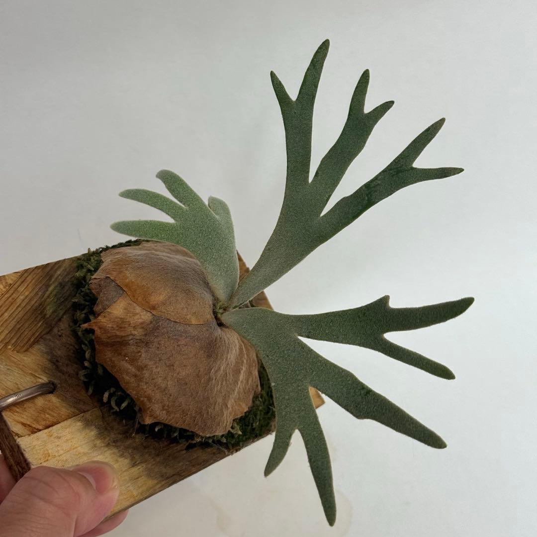 ◆ビカクシダ◆確認用◆