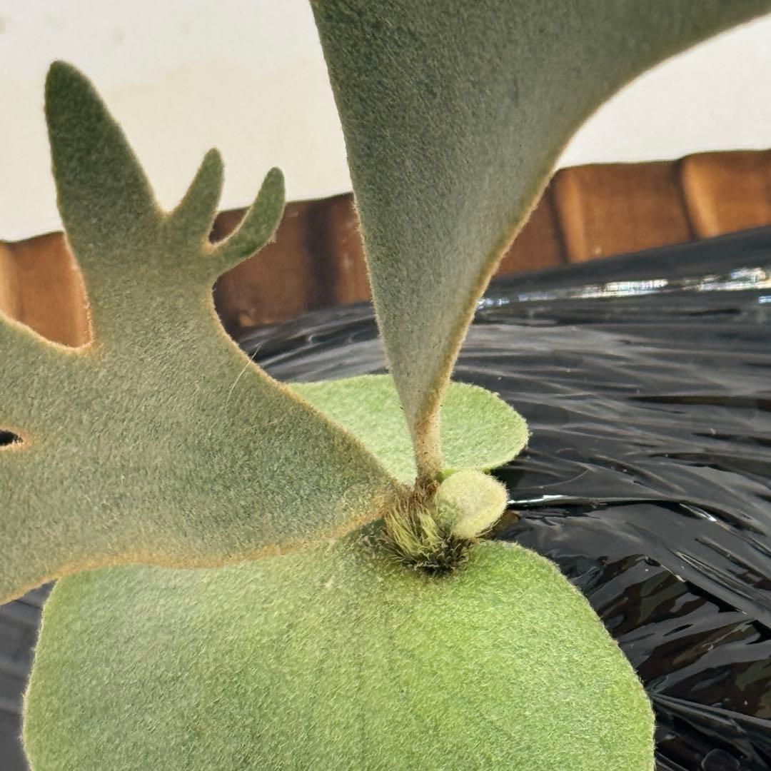 ◆ビカクシダ◆確認用◆