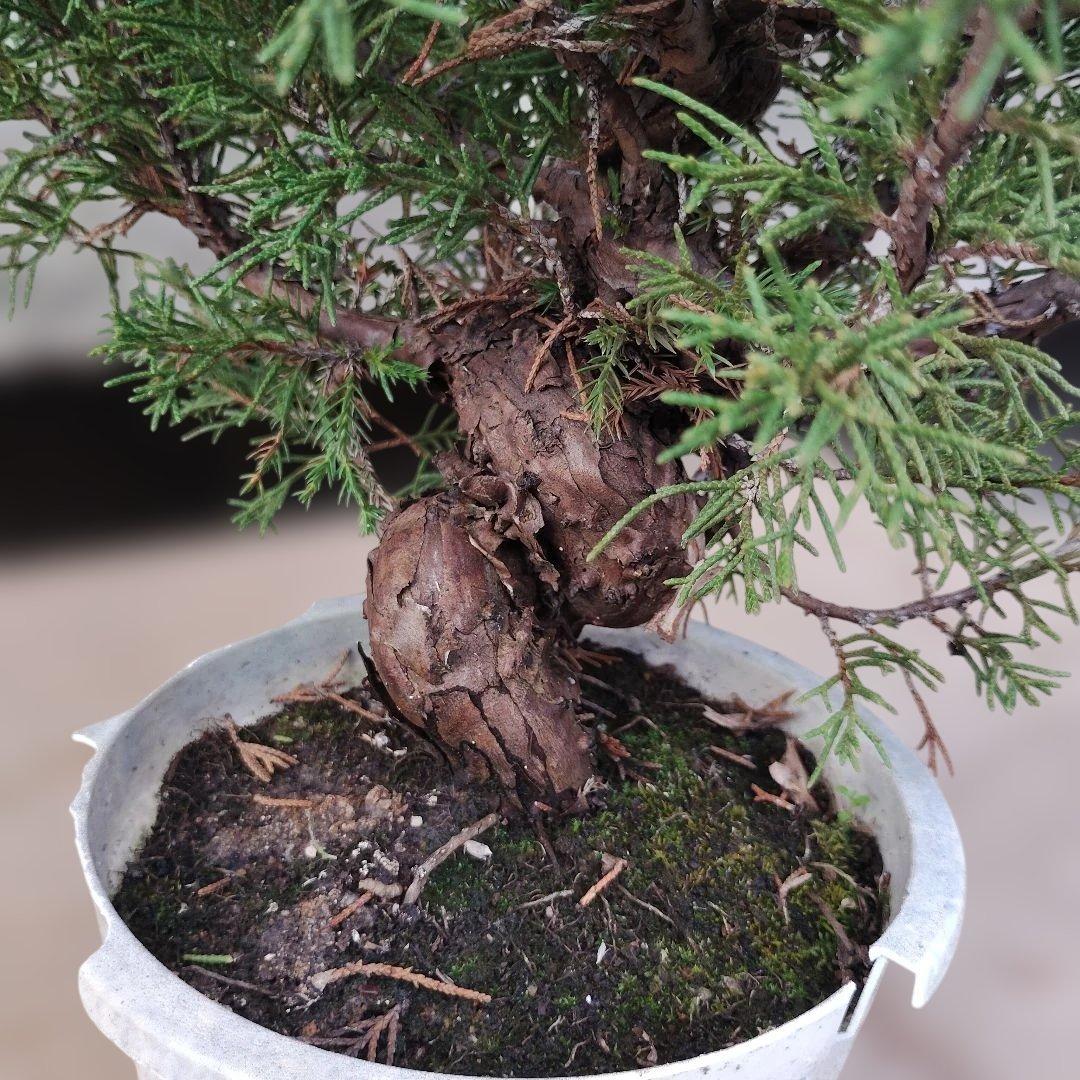 ②糸魚川真柏　素材