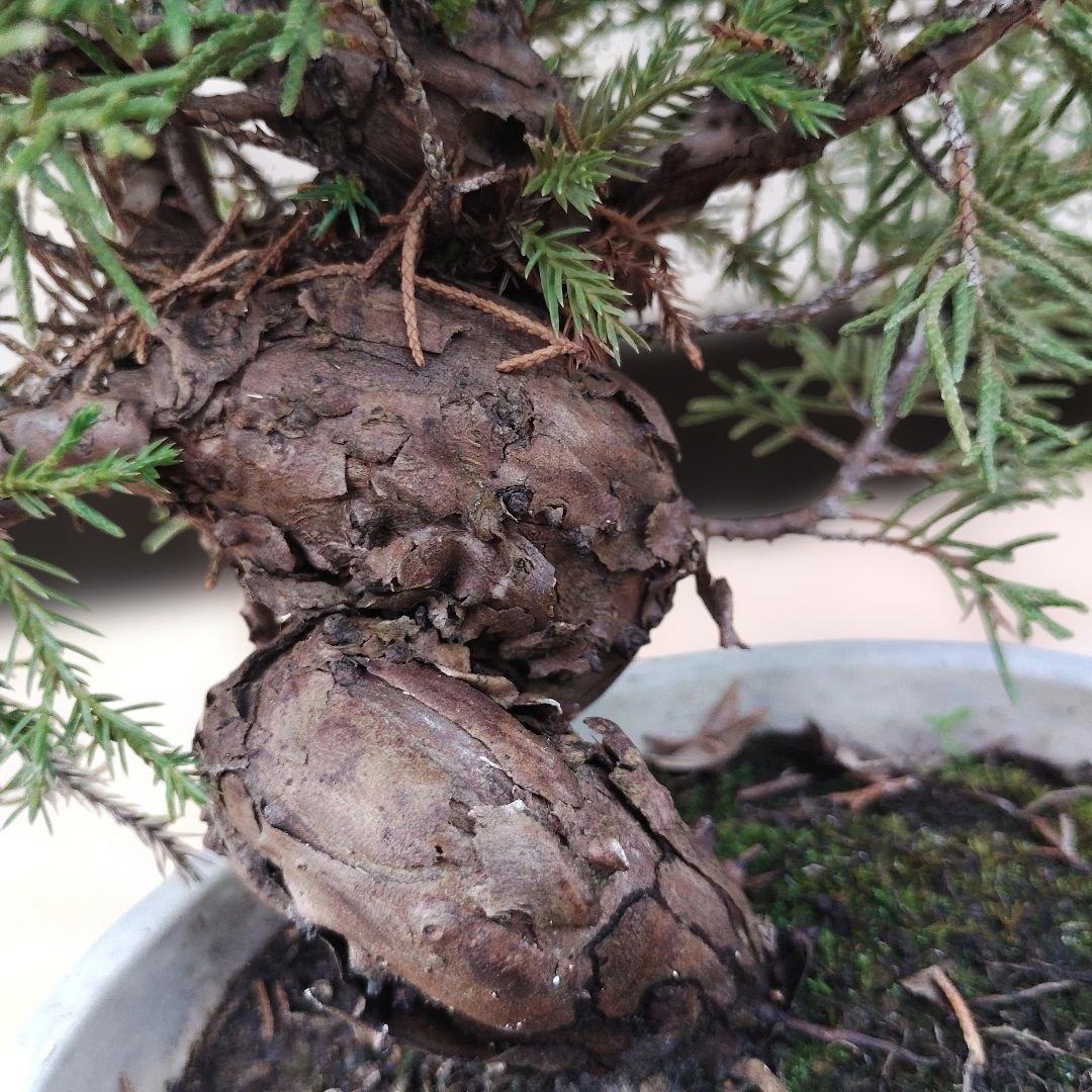 ②糸魚川真柏　素材