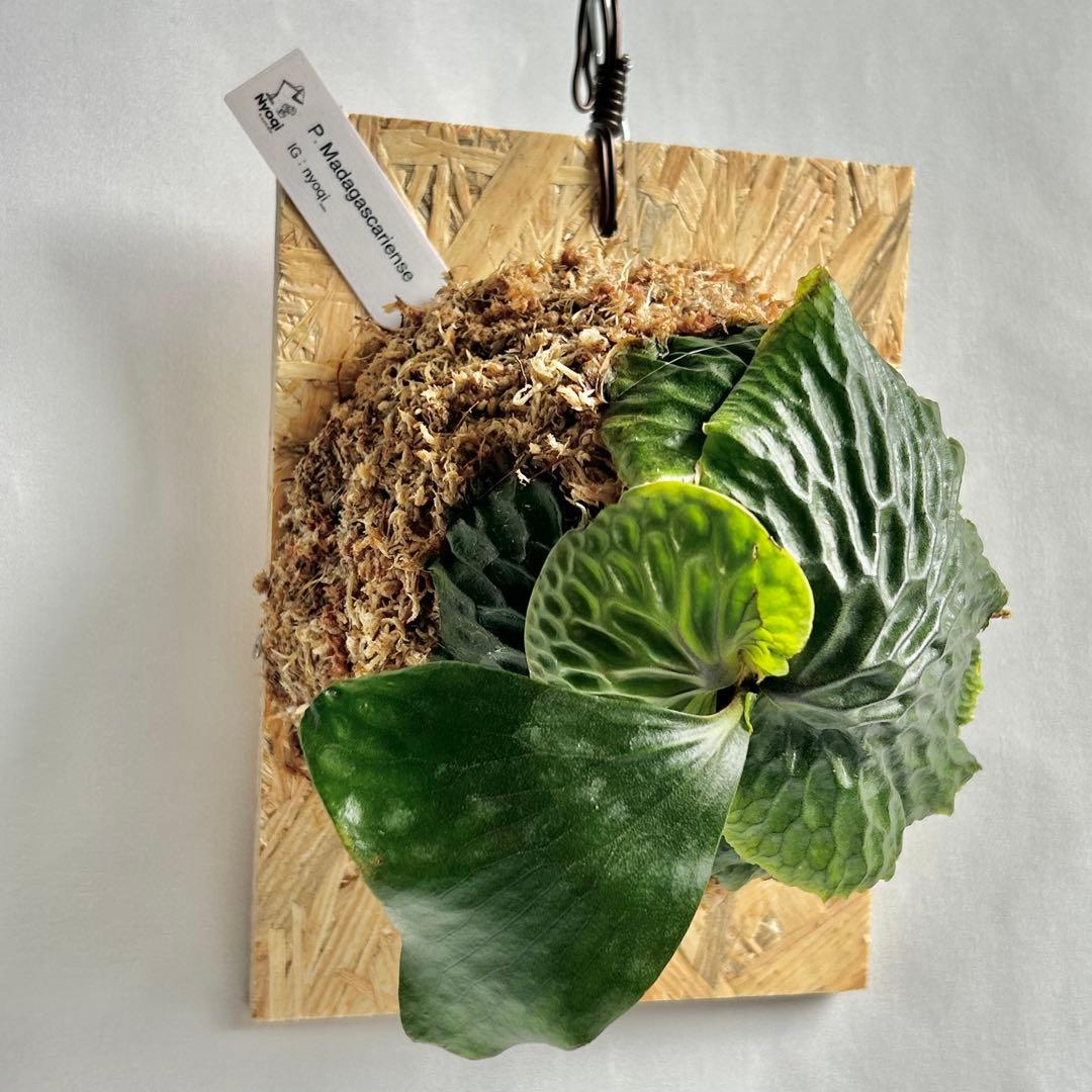 P. Madagascariense【大株】