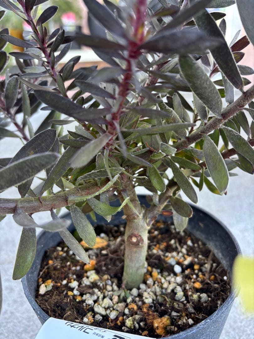 リューカデンドロン　デュリフ　1