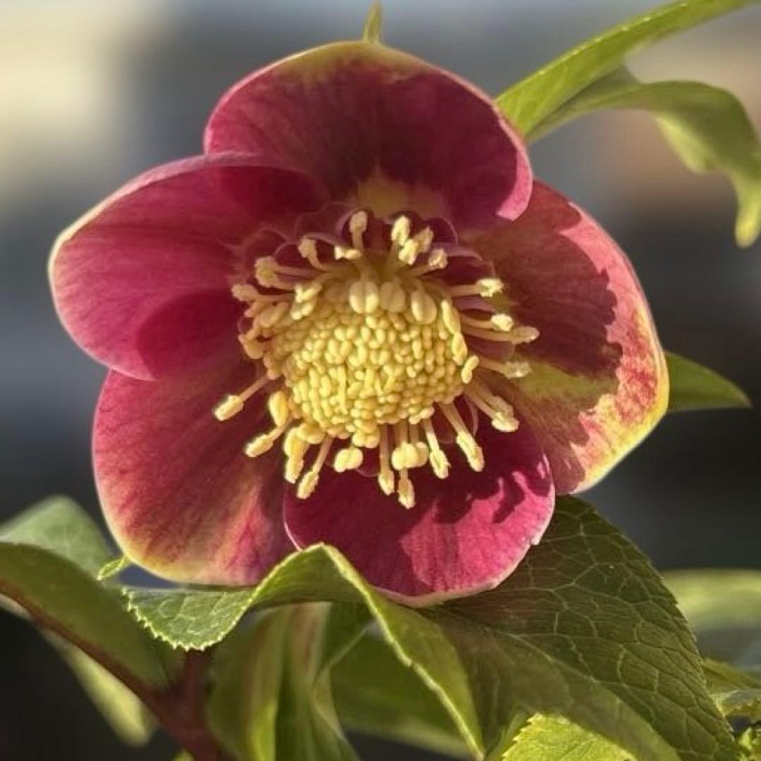 まい様ご購入品　クリスマスローズ　広瀬園芸　写楽　計2点　現品　匿名発送