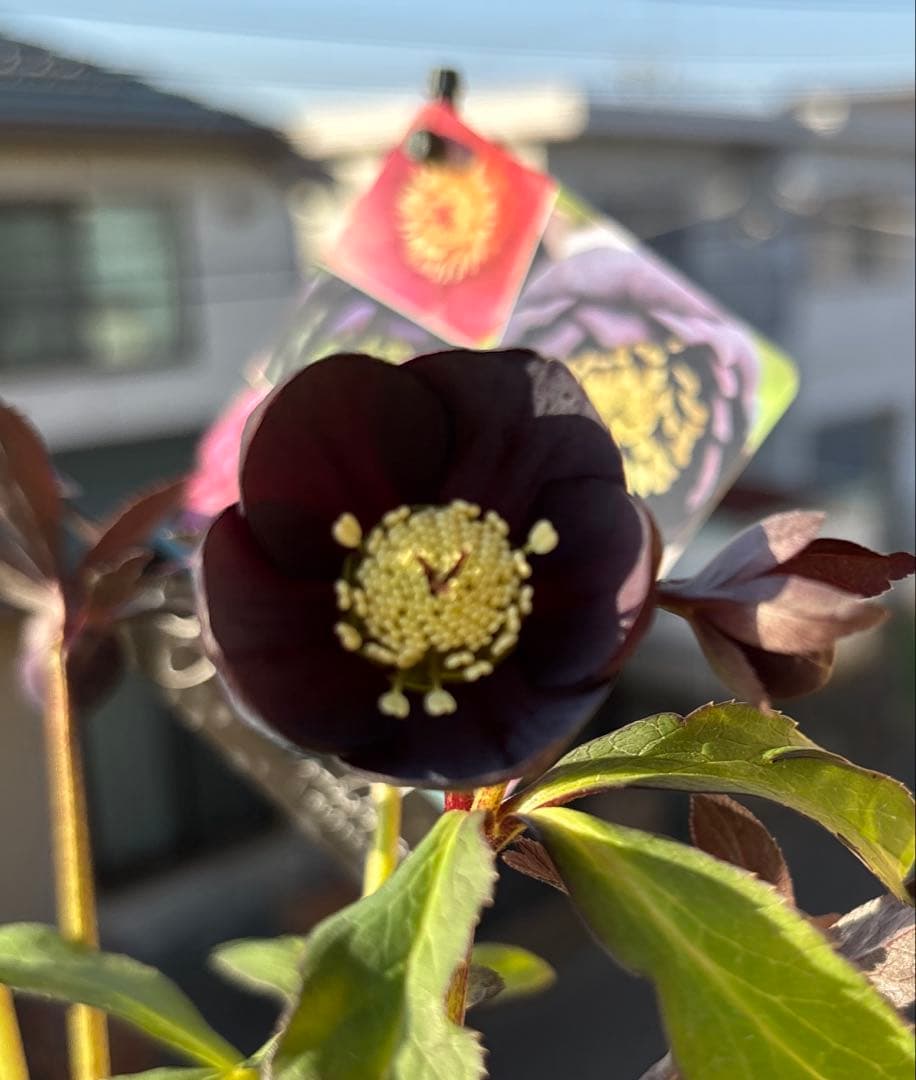 まい様ご購入品　クリスマスローズ　広瀬園芸　写楽　計2点　現品　匿名発送