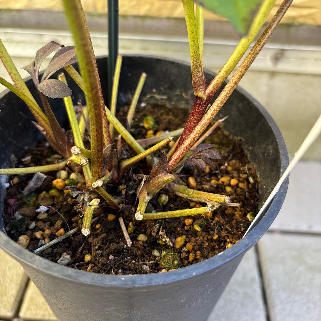 まい様ご購入品　クリスマスローズ　広瀬園芸　写楽　計2点　現品　匿名発送