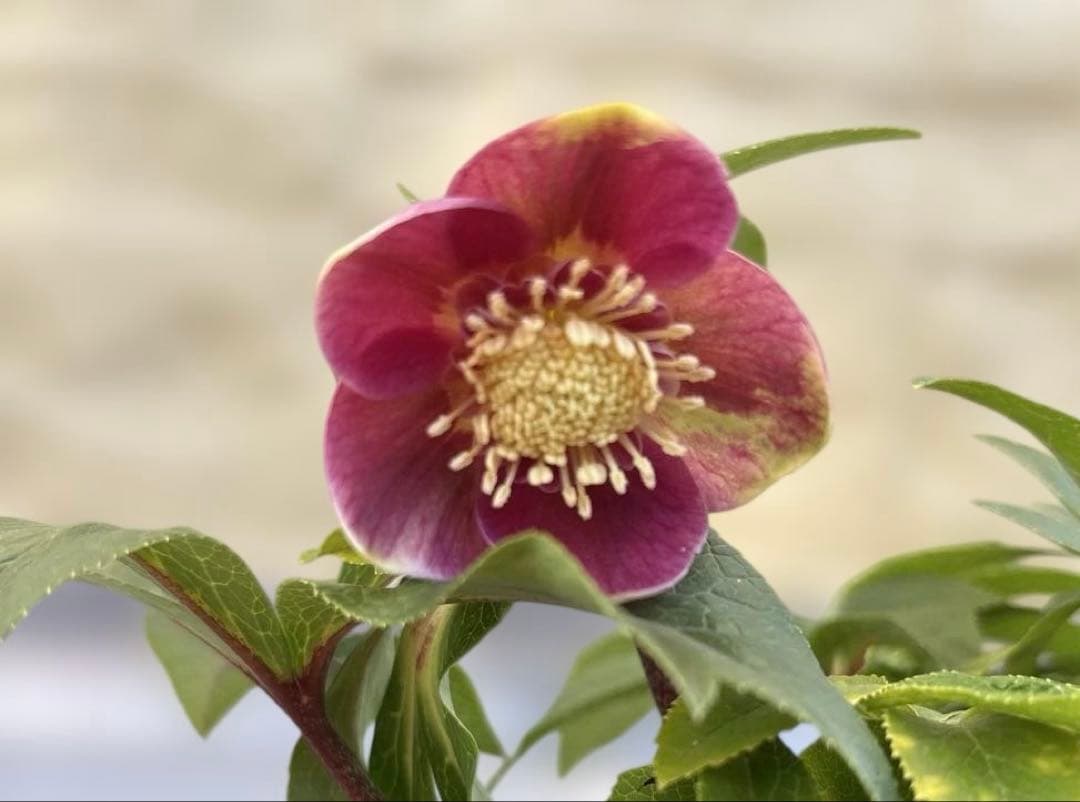 まい様ご購入品　クリスマスローズ　広瀬園芸　写楽　計2点　現品　匿名発送