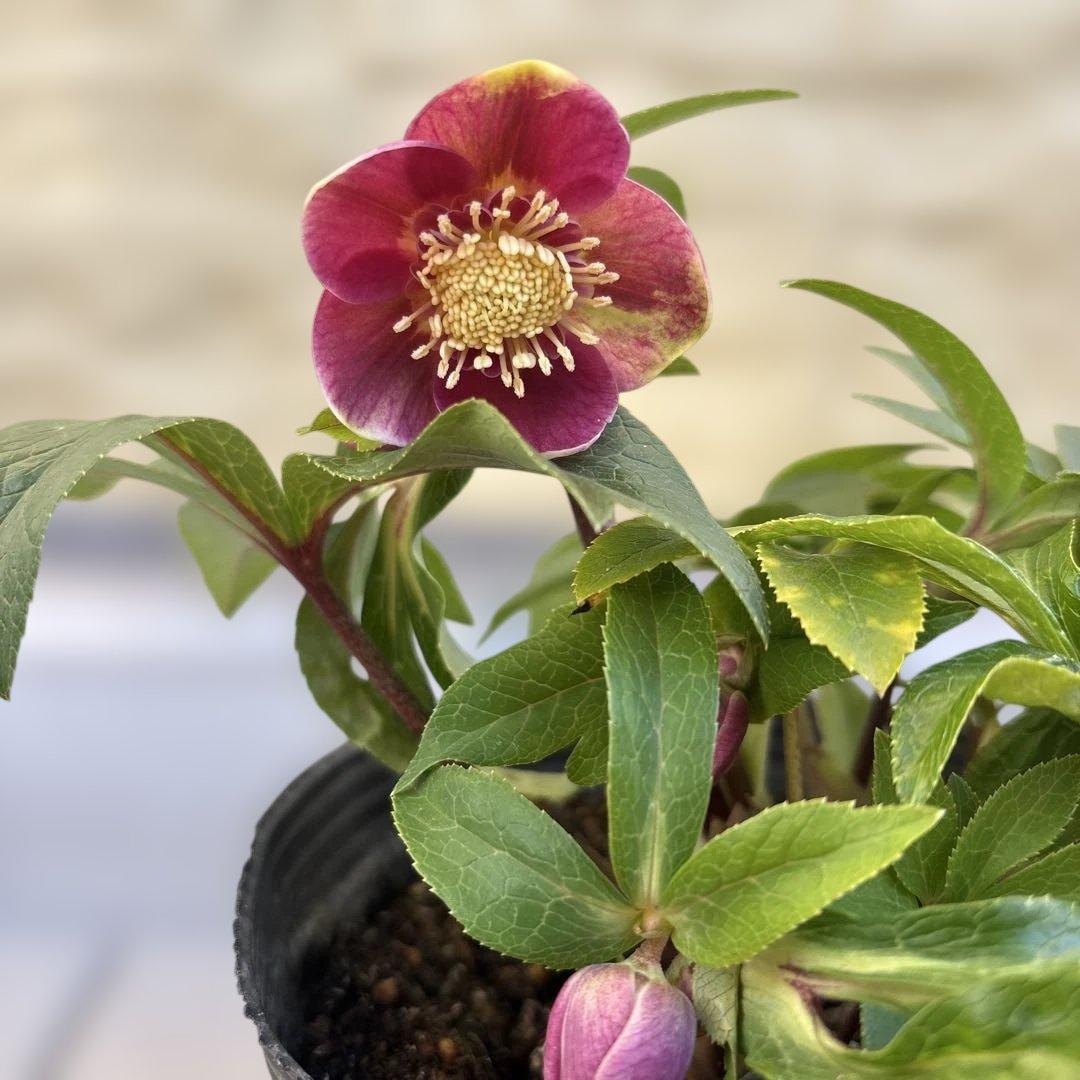 まい様ご購入品　クリスマスローズ　広瀬園芸　写楽　計2点　現品　匿名発送