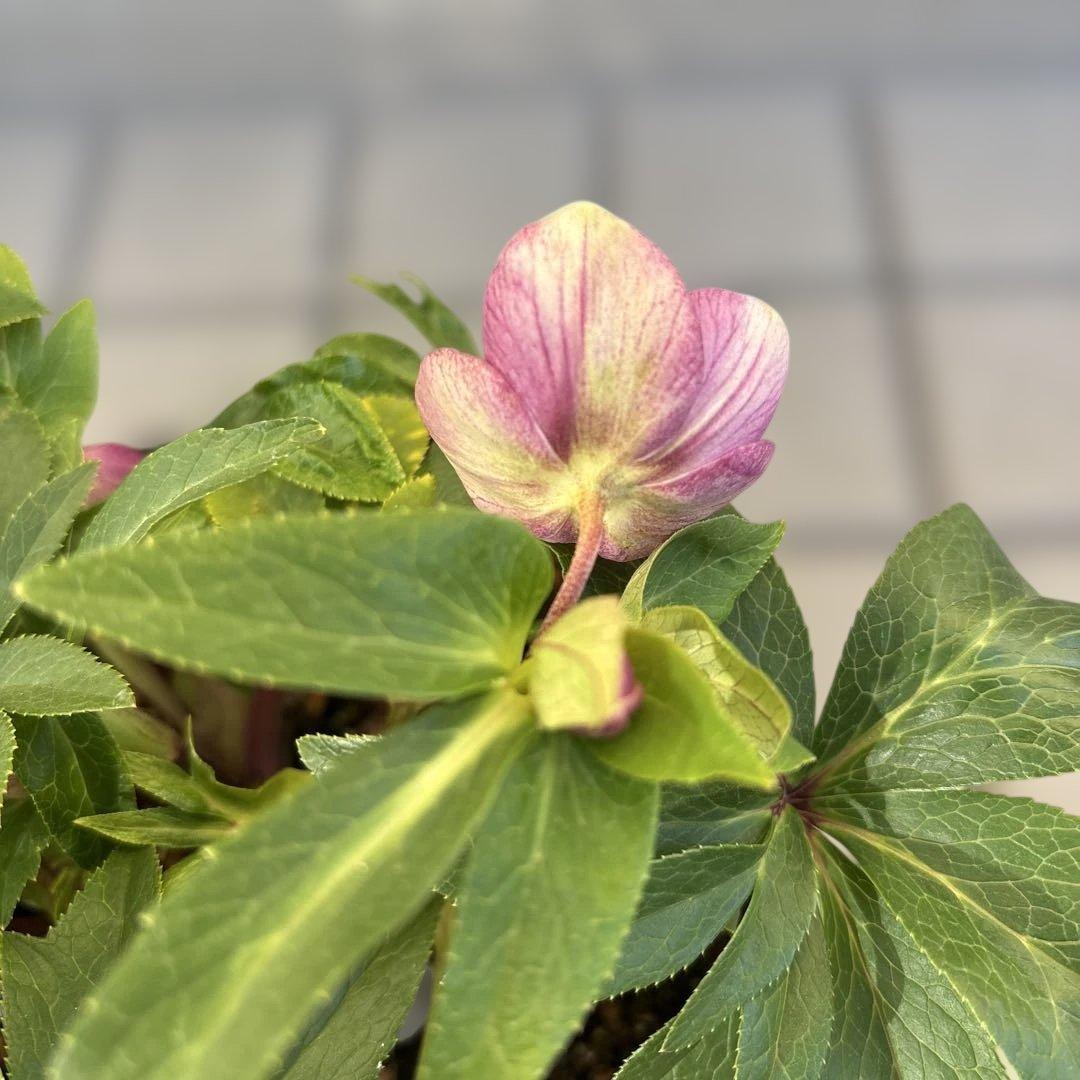 まい様ご購入品　クリスマスローズ　広瀬園芸　写楽　計2点　現品　匿名発送