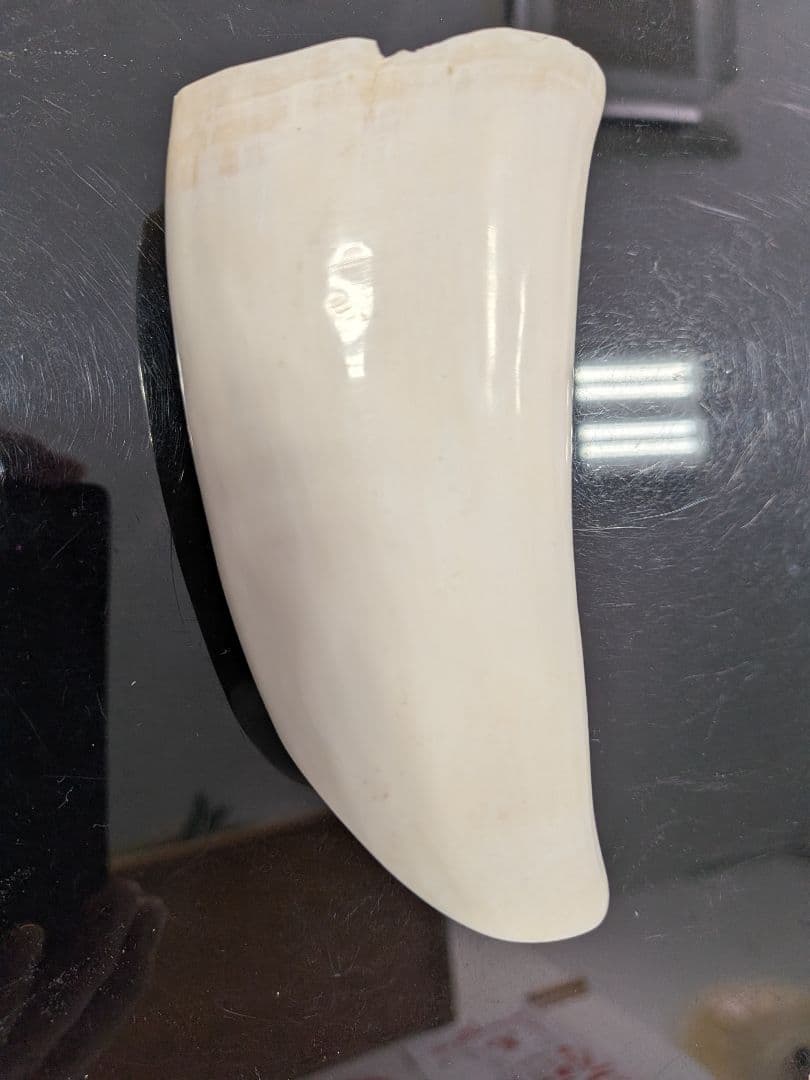 田中野夫ページ　マッコウ鯨歯