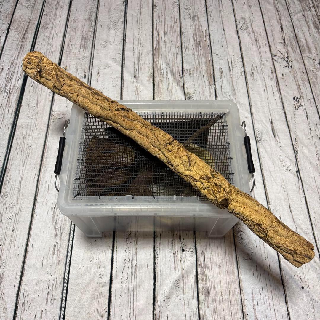 超お買い得セット　匿名配送　送料無料　飼育用品セット　餌皿　エキゾテラ　ボックス