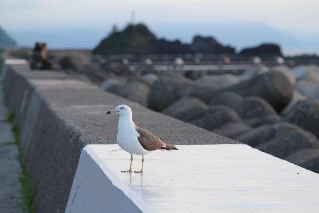 Canon EOS M2 ミラーレスカメラ 本体とレンズセット