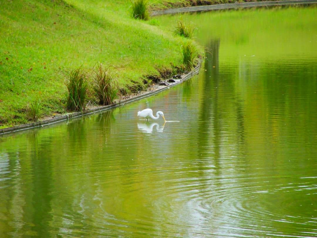 SONY サイバーショット DSC-H5