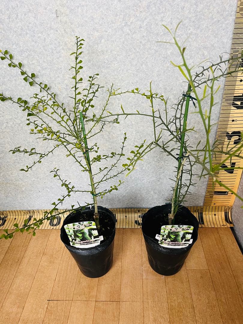 柑橘2年生　フィンガーライム接木苗／苗　3鉢まとめて　撮影品発送