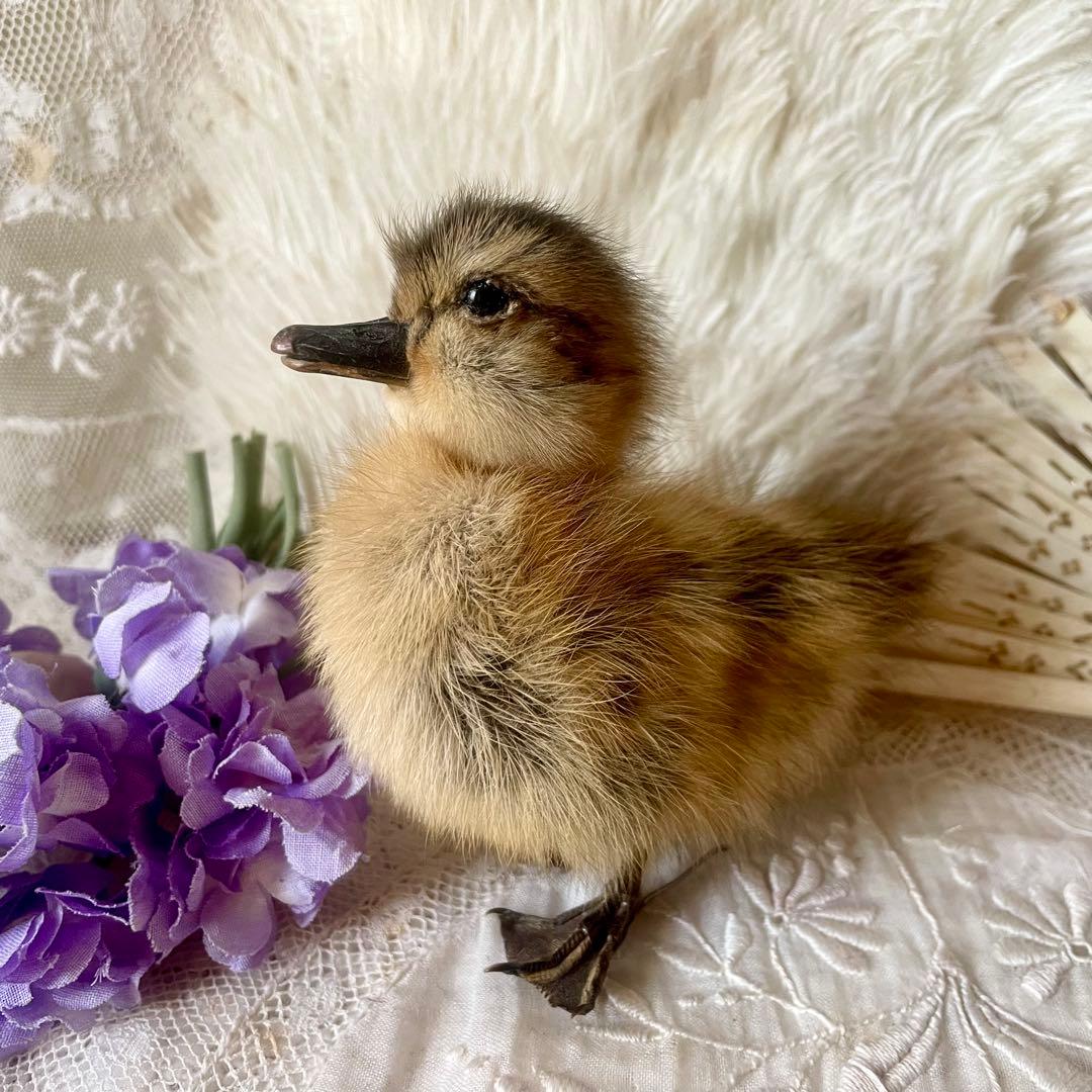 黒アヒルのヒヨコの剥製　小鳥　ひよこ　フランスアンティーク　ヴィンテージ