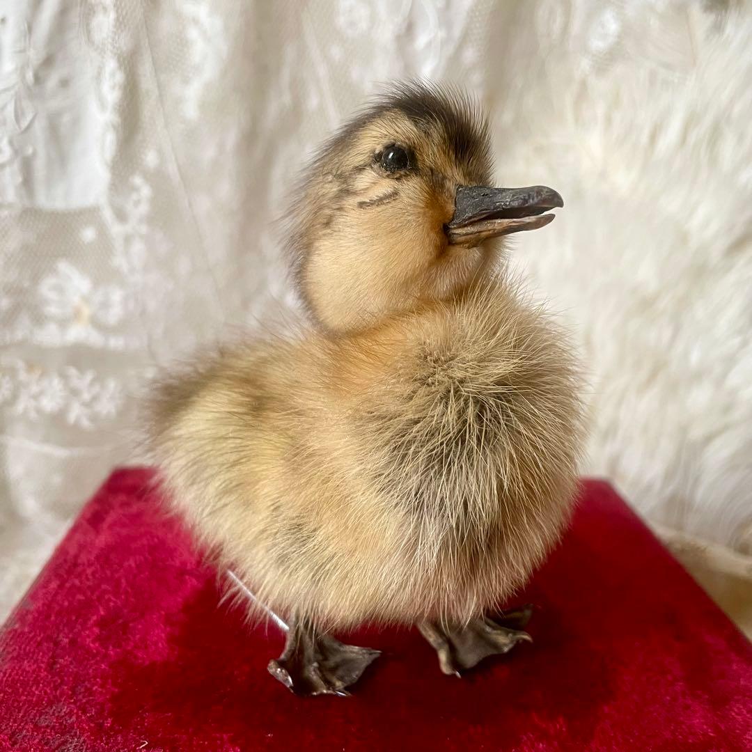 黒アヒルのヒヨコの剥製　小鳥　ひよこ　フランスアンティーク　ヴィンテージ