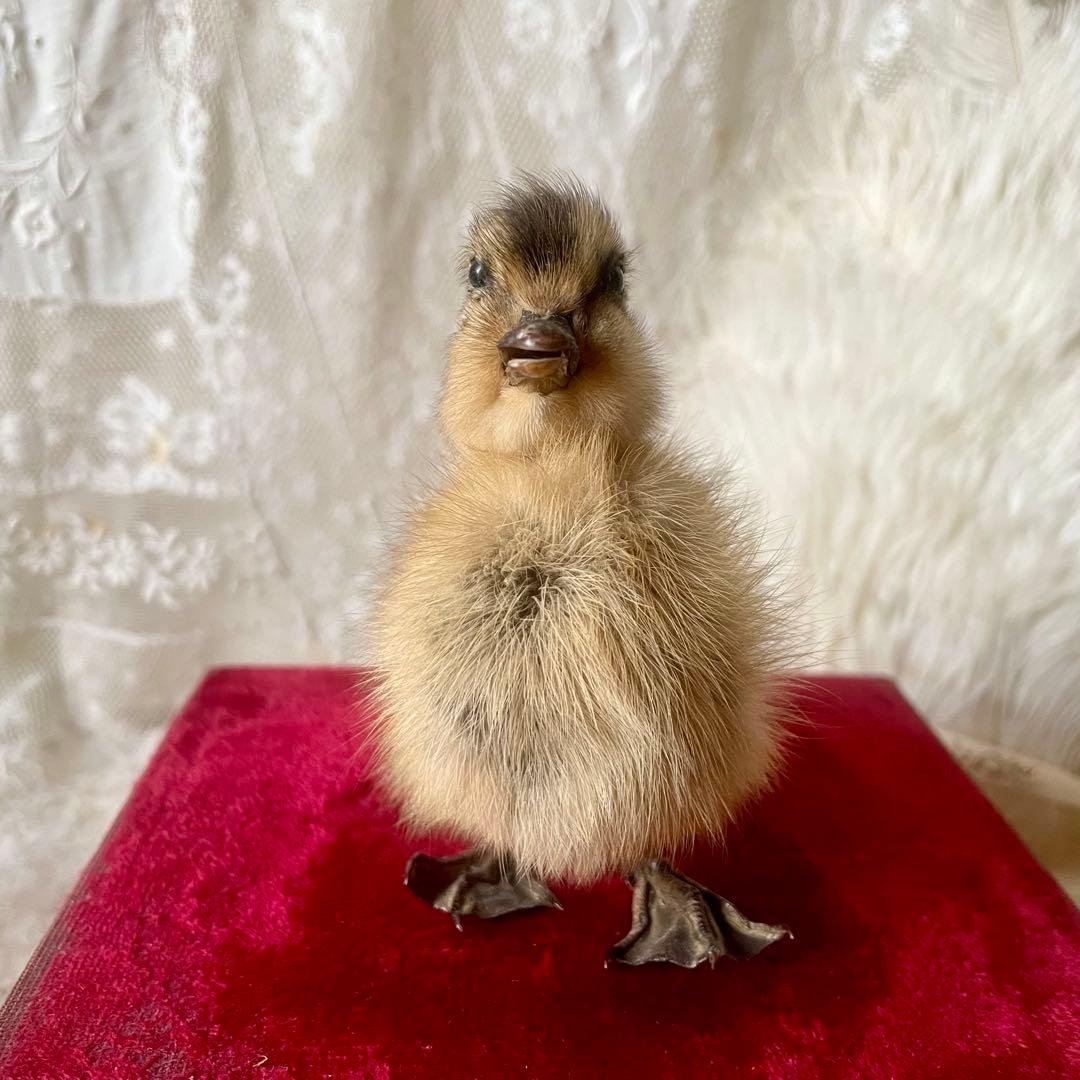 黒アヒルのヒヨコの剥製　小鳥　ひよこ　フランスアンティーク　ヴィンテージ
