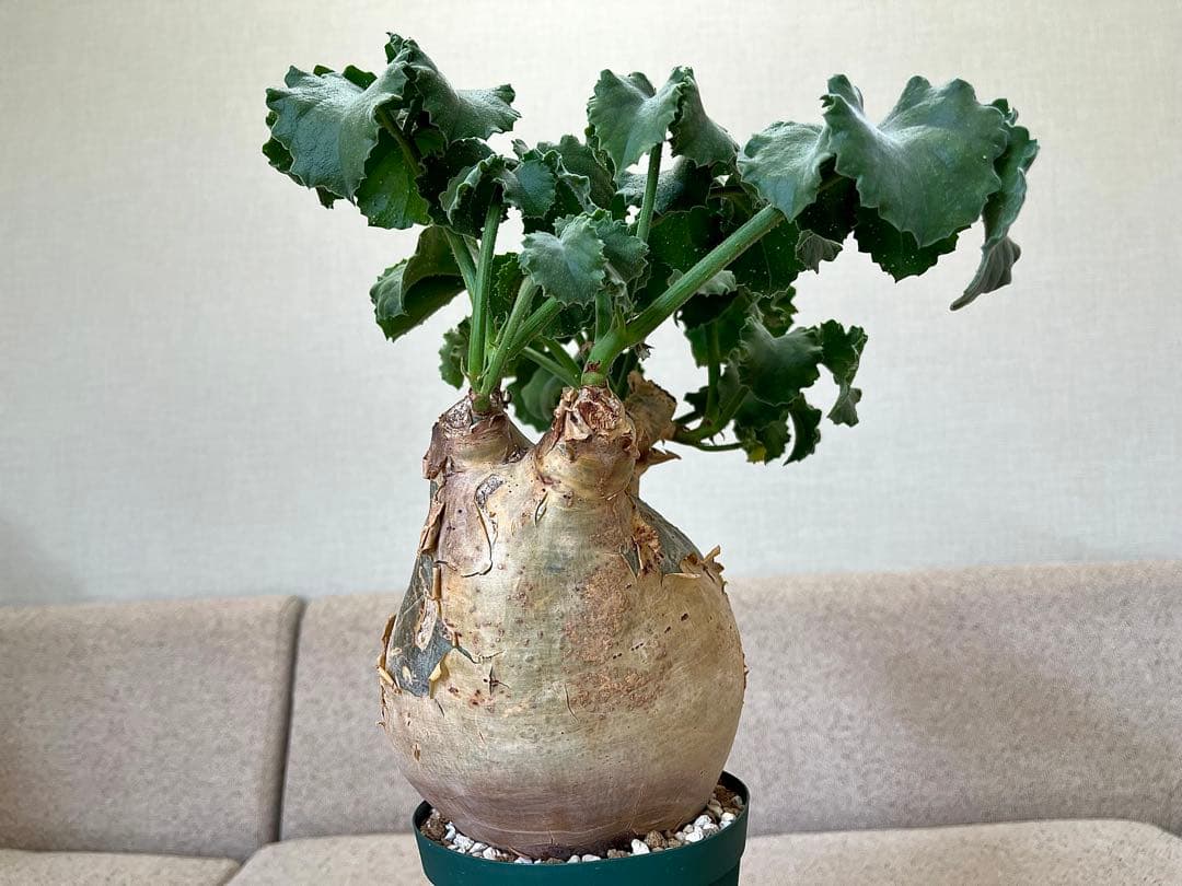 キフォステンマ マクロプス 大株 コレクション ぷっくり